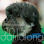 Wicketts Dog Grooming