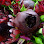 Shalamar Florist and Gifts
