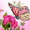 Kaiapoi Florist & Gifts