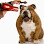 Savoir Dog Grooming